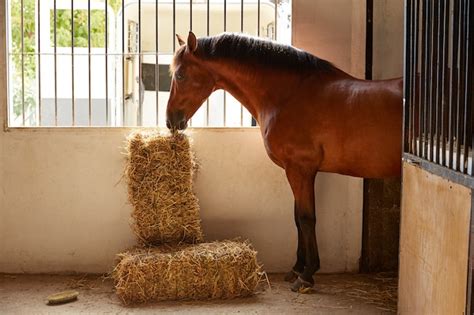 pajas a caballos|Paja a un caballo .